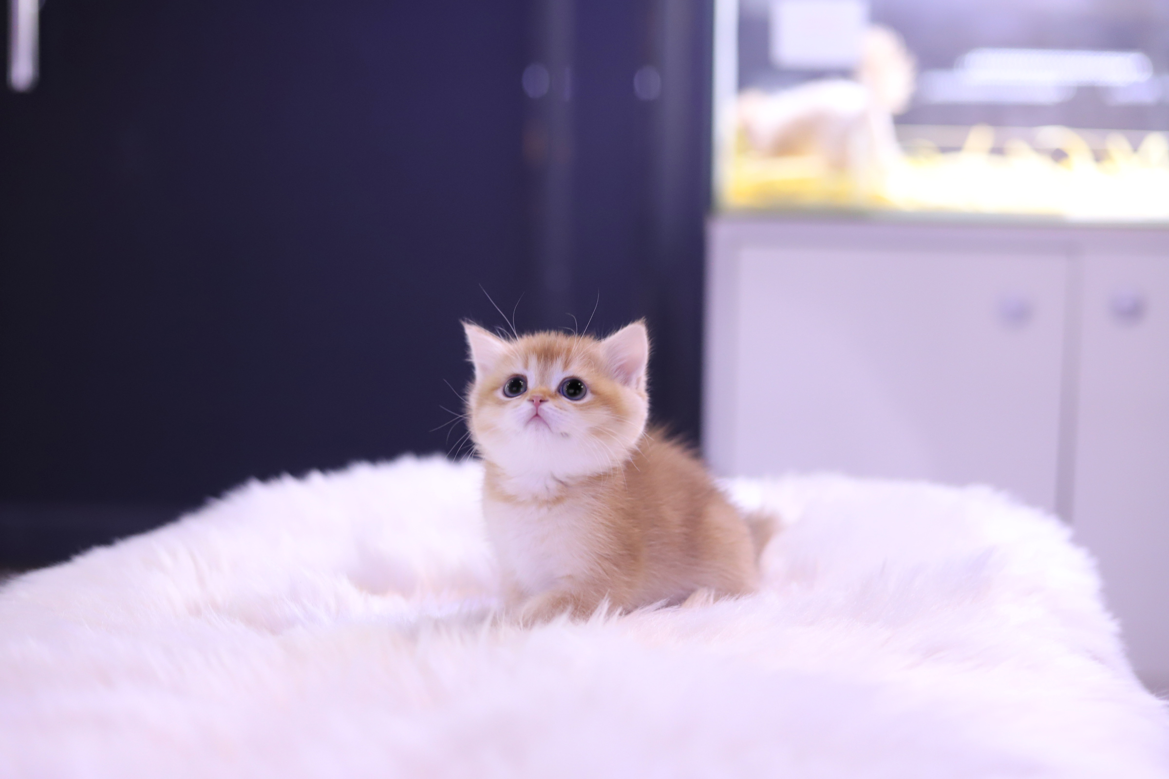 브리티쉬 공주님(20만원부터)