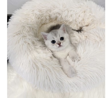 브리티시 분양합니다