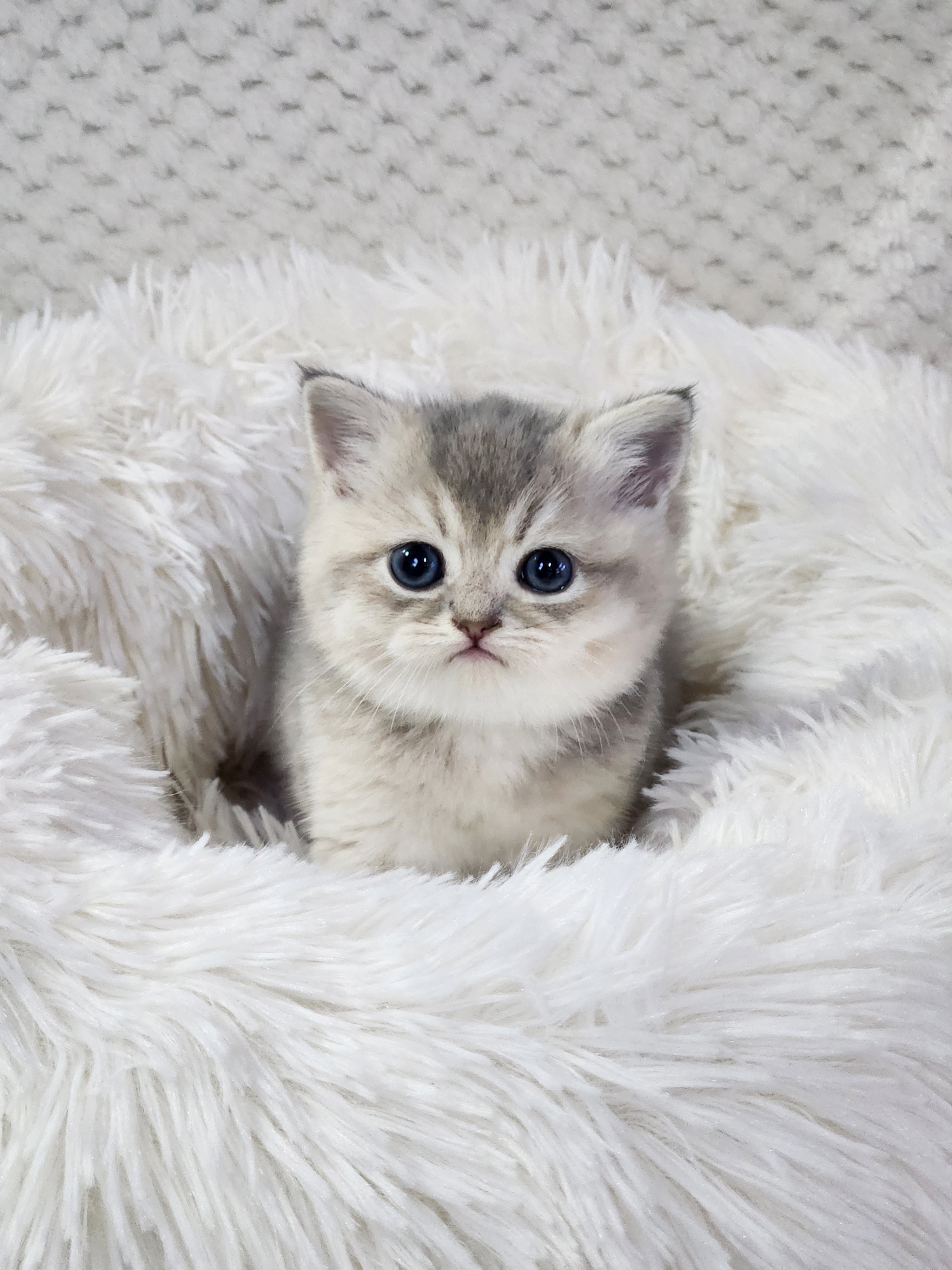 브리티시 분양합니다