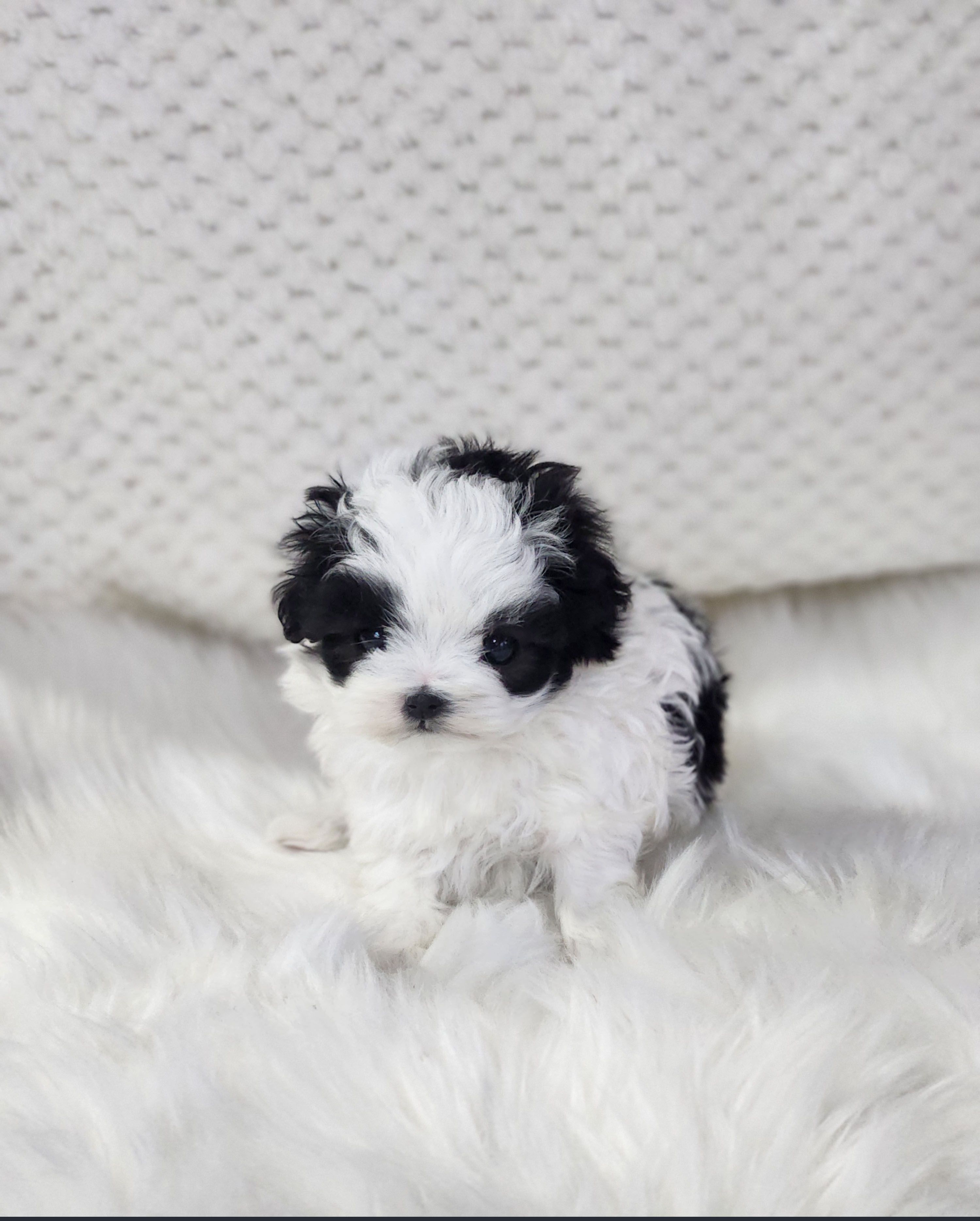 말티푸 분양합니다!