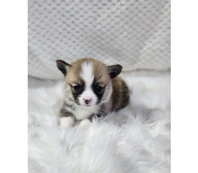 웰시코기 분양합니다!