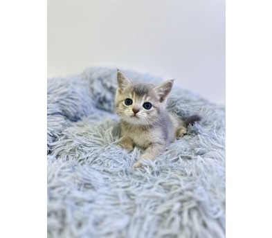 브리티시숏헤어 분양합니다!