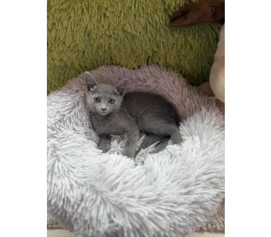 러시안블루(루미)(분양중)